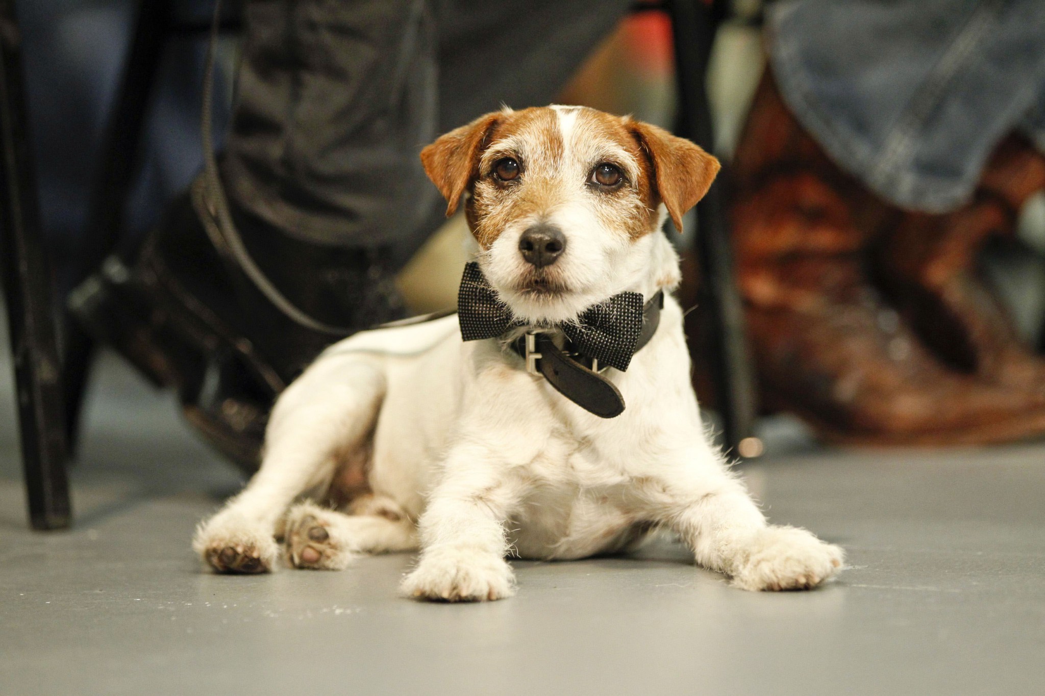 Uggie, el perro de The Artist. REUTERS/Mario Anzuoni (UNITED STATES - Tags: ENTERTAINMENT ANIMALS)