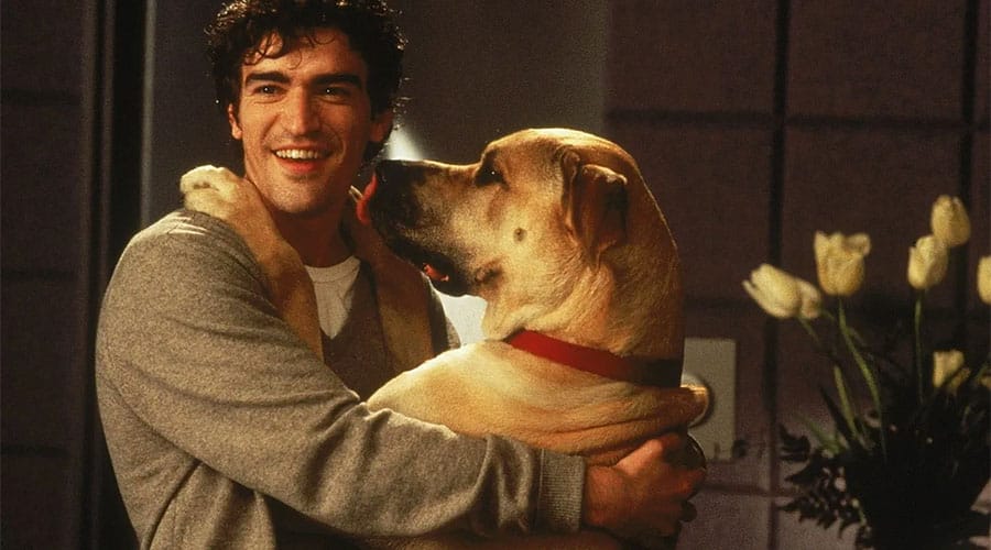 La verdad sobre perros y gatos 02